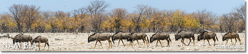 Gnus