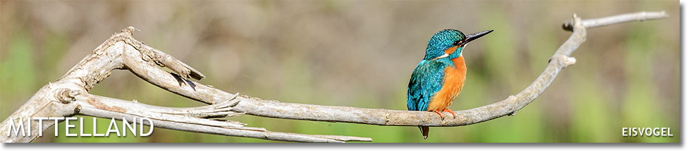 Eisvogel
